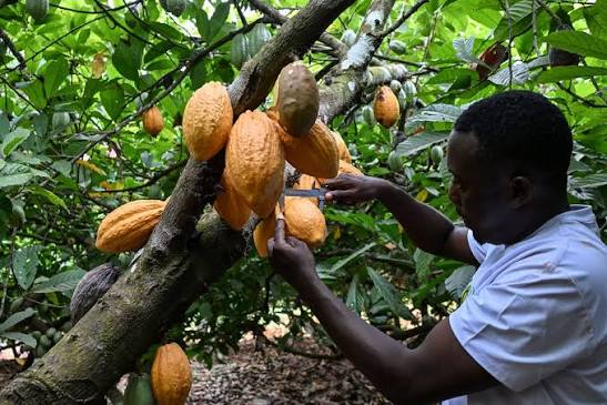 Côte d'Ivoire : des cacaoyers résistants au stress hydrique